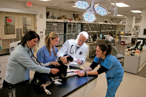 How Iowa State&#39;s College of Veterinary Medicine Got its Groove Back |